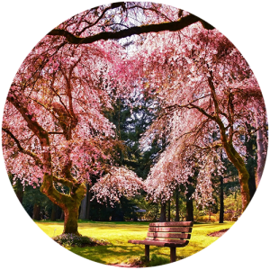 Jennifer - Fleurs de Sakura