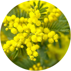 Chloé - Mimosa
