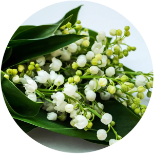 Manon - Muguet